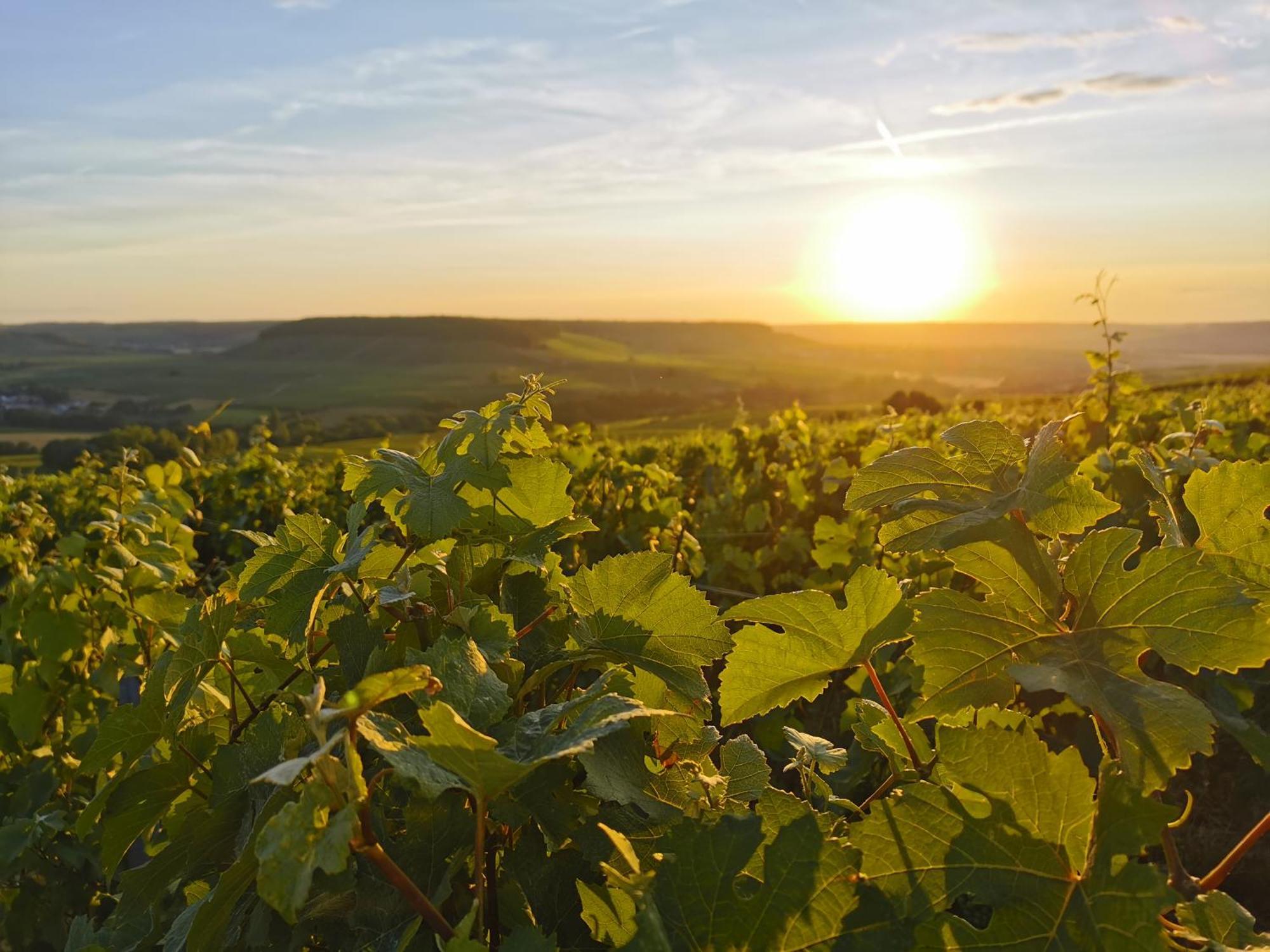 Hostellerie Briqueterie & Spa Champagne Vinay  Ngoại thất bức ảnh Vineyards in the Moselle region